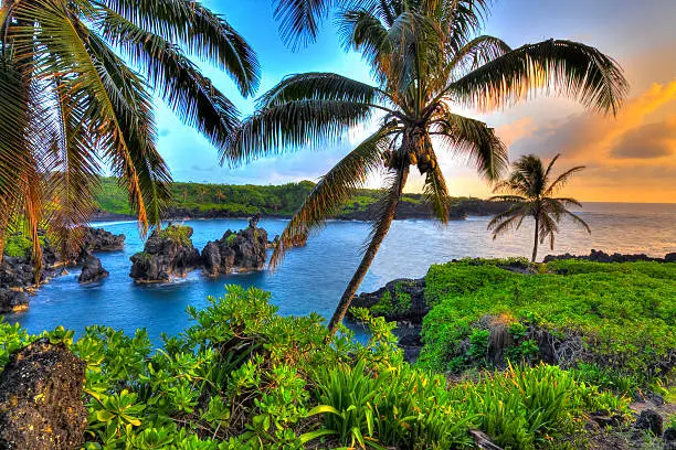 Maui Palm Trees
